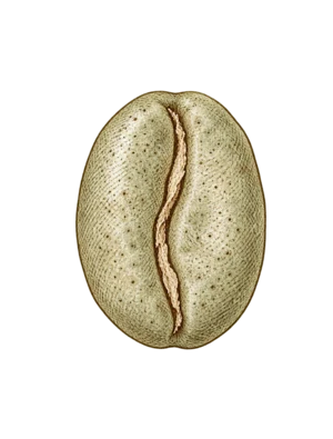 A drawing of one raw green coffee bean.